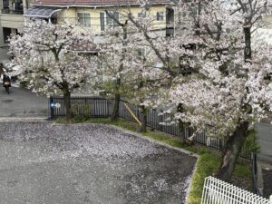 桜吹雪がきれいです！